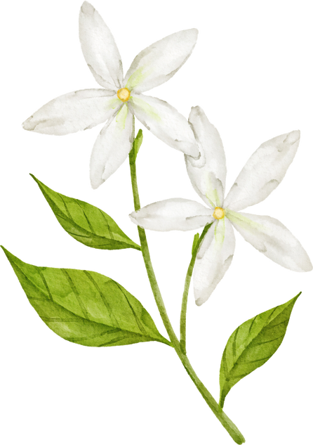 Watercolor Jasmine Flower Plant